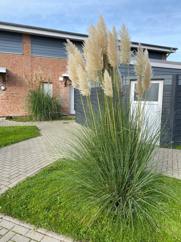 Foto 20 Ferienhaus Ostfriesland Butjadingen Wattwurm (Objekt 4274) Reise