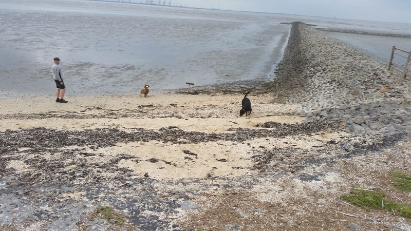 Foto 31 Ferienhaus Ostfriesland Butjadingen Wattwurm (Objekt 4274) buchen