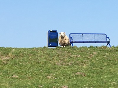 Foto 22 Ferienhaus Ostfriesland Butjadingen Wattwurm (Objekt 4274) suchen