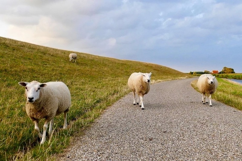 Foto 27 Ferienwohnung Ostfriesland Dornum & Umgebung Komfort 4 Sterne Wohnung 