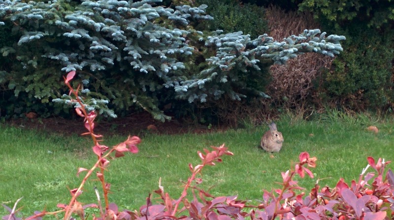 Foto 18 Ferienwohnung Ostfriesland Borkum Haus Oldenburg 