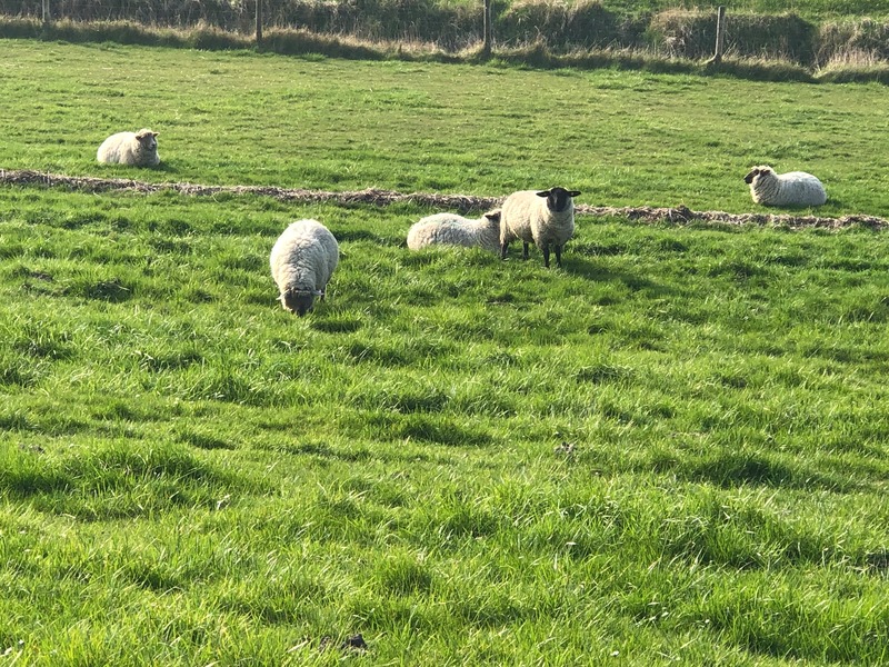 Foto 31 Ferienhaus Ostfriesland Butjadingen Deichkieker (Objekt 21398) buchen