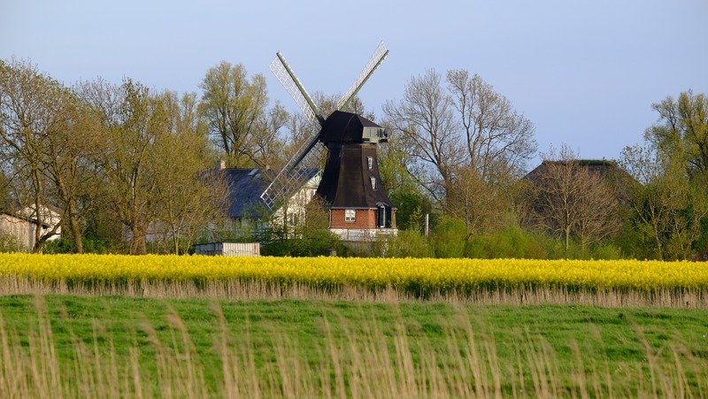 Foto 2 Ferienhaus Ostfriesland Nordfriesland Windmühle Catharina (Objekt 59762) suchen