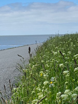 Foto 31 Ferienhaus Ostfriesland Krummhörn & Umgebung Neuhaus Deichperle (Objekt 1298) buchen