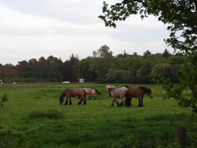 Foto 22 Ferienwohnung Ostfriesland Zwischen Elbe und Weser Quartier Hohe Geest 15 - Nordseebrise (Objekt 21391) suchen