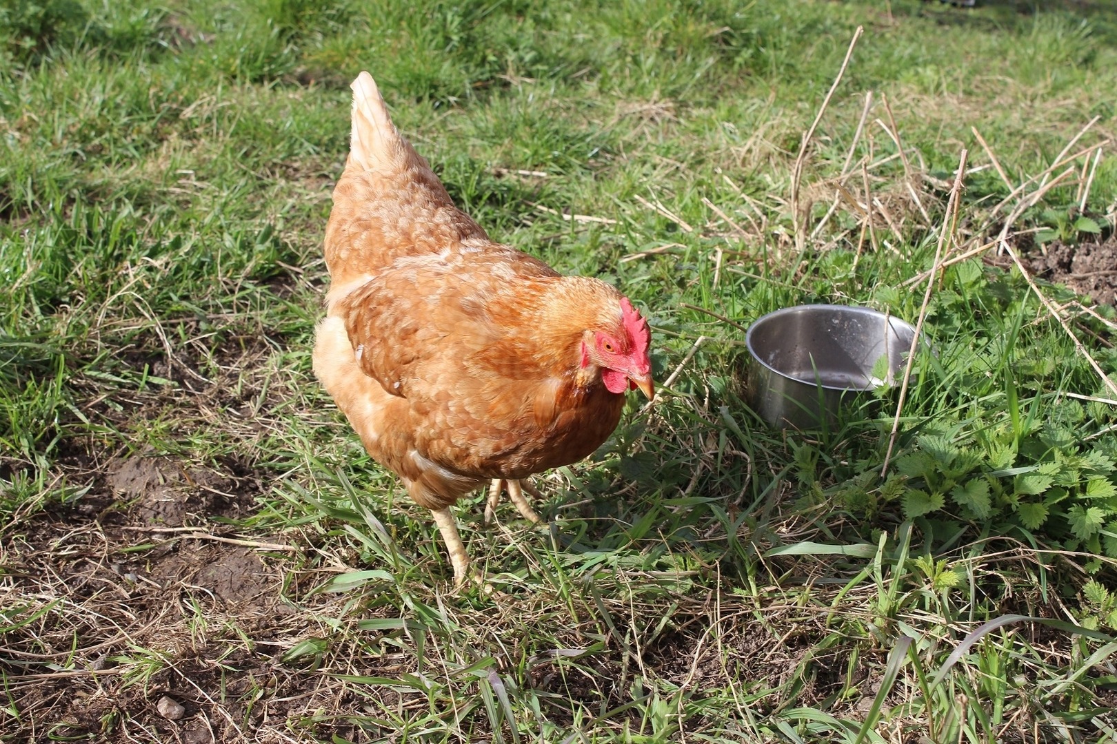 Ferienwohnung Alpbachtal Nähe Ski & Wandergebiet by FeWo-PLAN (REIT100 ) — Foto 31