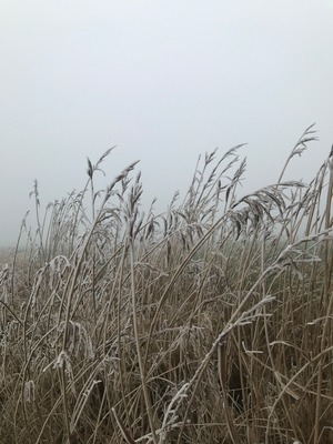 Foto 11 Ferienhaus Ostfriesland Krummhörn & Umgebung Luetje-Huuske (Objekt 92456) buchen