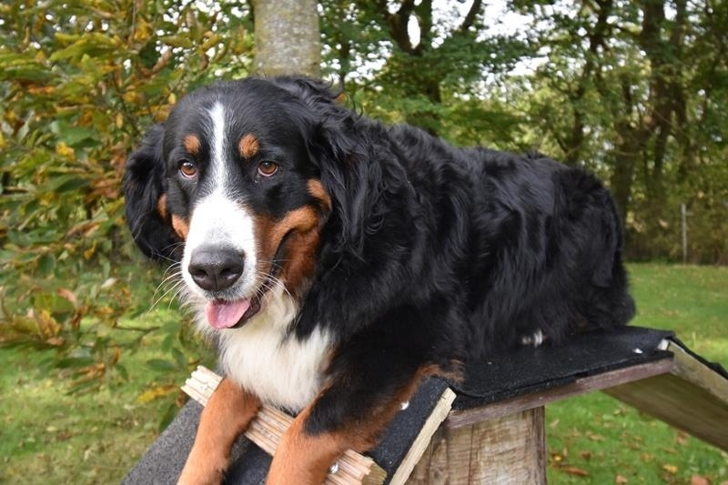 Foto 4 Ferienwohnung Ostfriesland Dornum & Umgebung Ferienwohnung Border Collie (Objekt 85222) Urlaub
