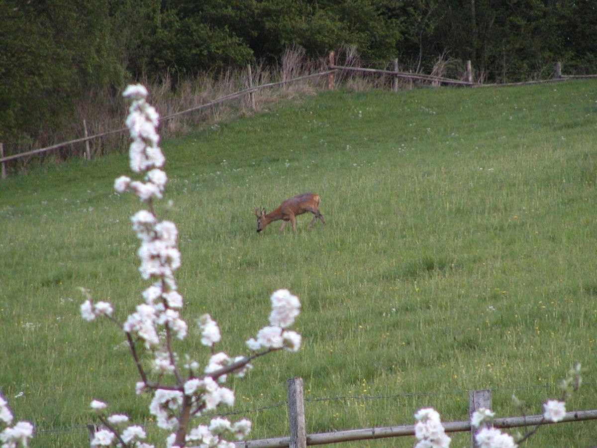 Kotmarhütte – Bild 22