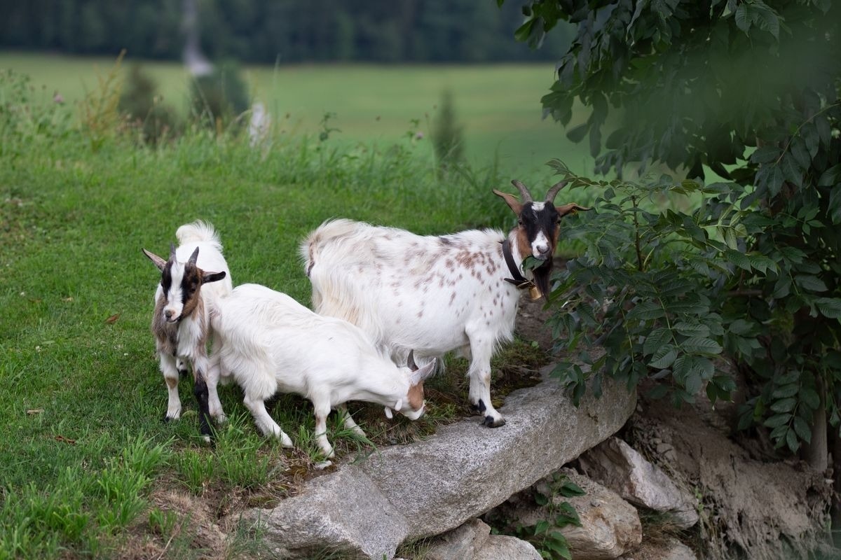 Premium Chalet Zirbe — Foto 27