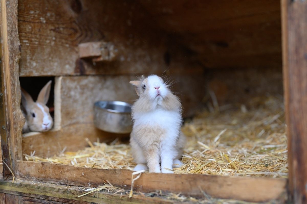 Premium Chalet Zirbe — Foto 29