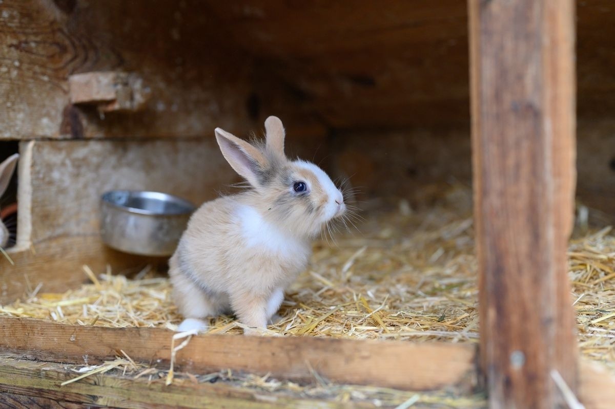 Alpinloft Goldsun — Foto 36