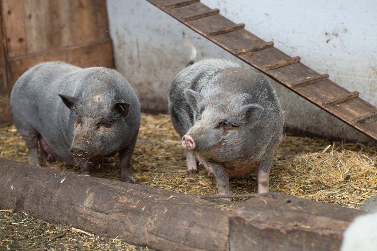 Alpinloft Goldsun — Foto 38