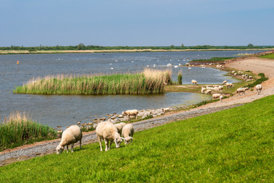 Foto 20 Ferienwohnung Ostfriesland Butjadingen Kegelrobbe D4 - Tossens (Objekt 92365) Reise