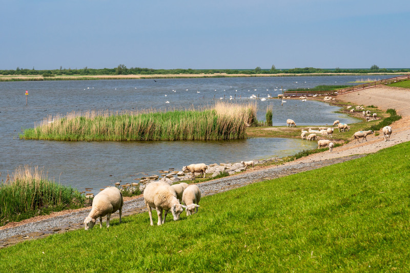 Foto 20 Ferienwohnung Ostfriesland Butjadingen Kegelrobbe D4 - Tossens (Objekt 92365) Reise