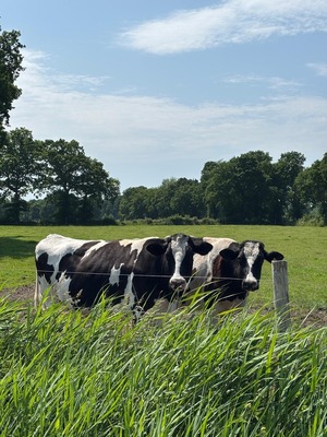 Foto 13 Ferienwohnung Ostfriesland Aurich & Umgebung Viebenhof - Swienhuck (Objekt 92354) Nordsee
