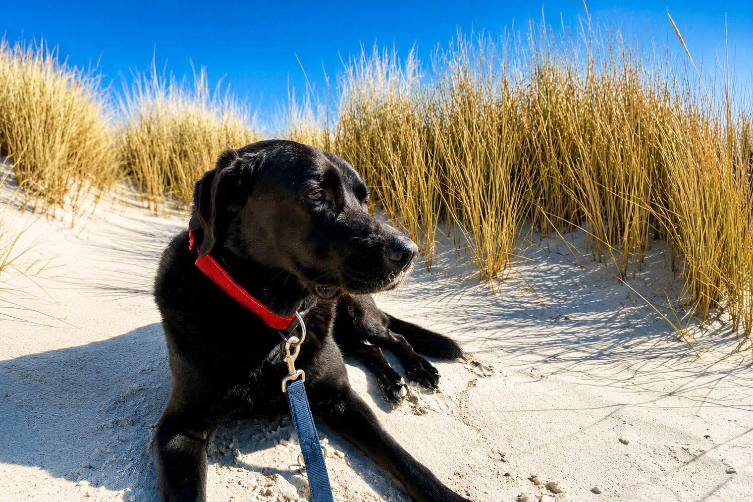 Ferienwohnung Amrum in Top-Lage – Nur wenige Minuten zum Strand | Balkon & WLAN – Bild 13