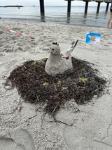 Sch&ouml;nberger Sandburgenfestival
