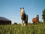 Ferienreitkurs Pferde-Feuer-Abenteuer