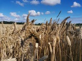 Wanderung durch die Kornfelder der Probstei