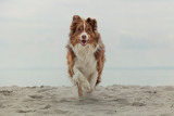 Hundefotoshooting am Hundestrand