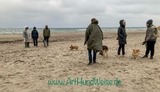 Strandspaziergang mit Hund