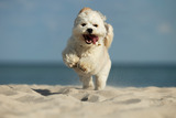 Hundefotoshooting am Strand