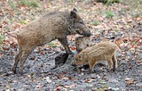 Ausflug ,,Wildschweingatter''