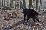 Kinder-Ausflug ,,Wildschweingatter''