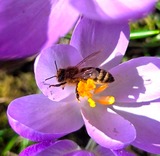 Ein Leben f&uuml;r die K&ouml;nigin