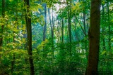 Vortrag: Wald in Schleswig-Holstein