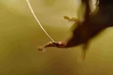 Natur,ein leiser Tanz von Formen
