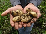 Dresch- und Kartoffelfest
