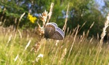 Schmetterlinge: flatterhaft u. elfenzart