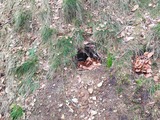 Tierspuren