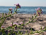 Die wunderbare Welt der Küstenpflanzen