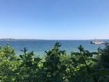 Baumpfade - weiß, rot, grün und Meer