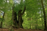Wildnis im unbekannten Idstedter Forst