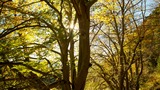 Waldbaden im Sommer an der Schlei