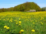 Fr&uuml;hlingskr&auml;uter-Spaziergang