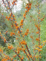 Botanischer Strandspaziergang "Sanddorn, Strandhafer und andere &Uuml;berlebensk&uuml;nstler"