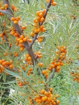 Botanischer Strandspaziergang "Sanddorn, Strandhafer und andere Überlebenskünstler"