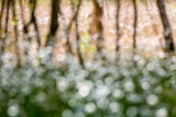 Wasser und Moor: mystische, vielschichtige Stimmungen kreieren