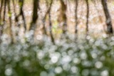 Wald und Bäume: Chaos, Formen und Strukturen abstrahieren